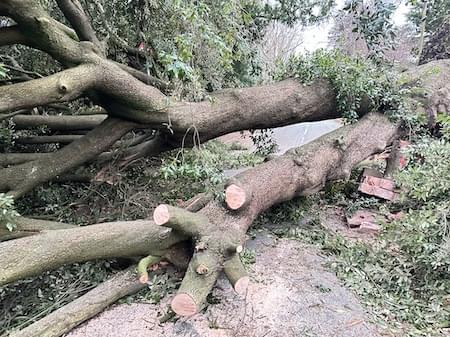 Large Evergreen Oak blown down in Storm E’owyn