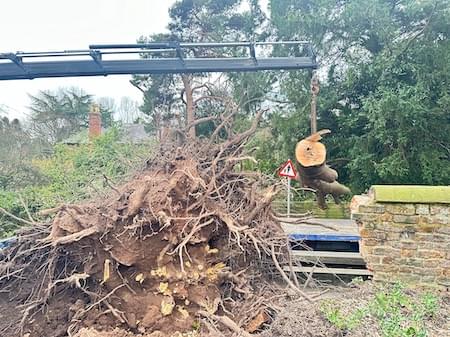 Removal of the tree trunk