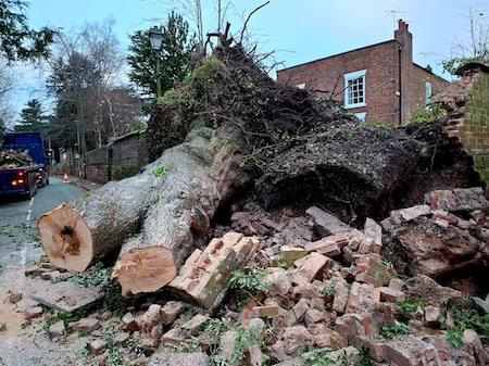 Sad end of an Evergreen Oak in Christleton