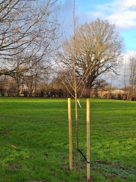 Memorial Tree for Eric Kenyon on Christleton Playing Field