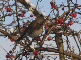 Fieldfare