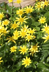 Celendine