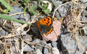 Small Copper