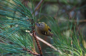 Goldcrest