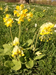 Cowslip