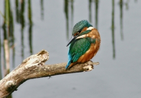 Kingfisher