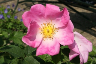 Dog Rose