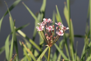 Flowering Rush