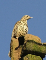 Mistle Thrush