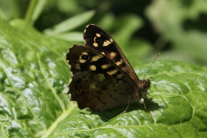 Speckled Wood