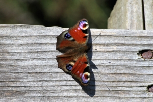 Peacock