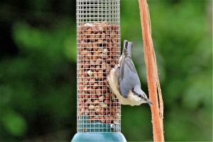 Nuthatch