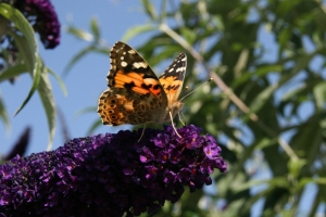 Painted Lady