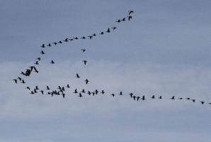 Pink Footed Geese