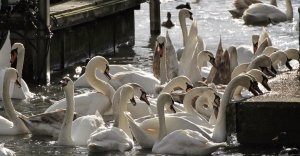 Mute Swans