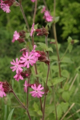 Pink Campion