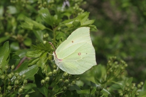 Brimstone Female