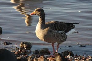 Pink Footed Goose