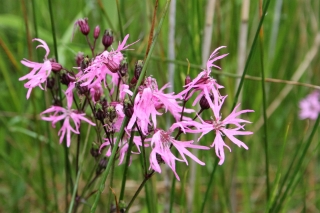 Ragged Robin