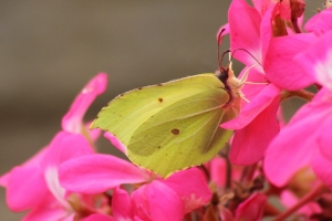 Brimstone Male