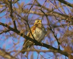 Redwing