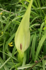 Wild Arum