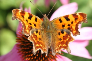 Comma