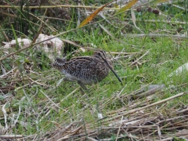 Snipe