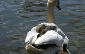 Swan Safety