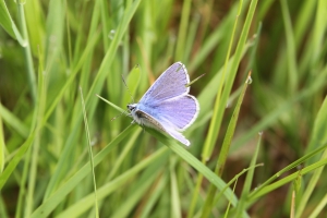 Common Blue