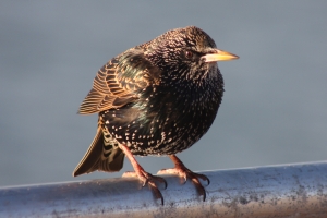 Starling