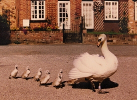 Swans walking through Christleton