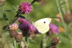 Small White