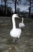 Chester swans seen in Ireland 1980's