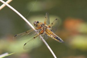 Four Spotted Chaser