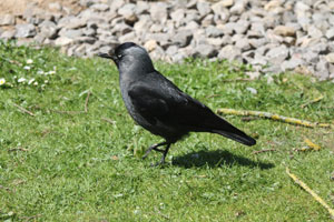 Jackdaw