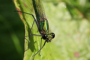 Banded Aragon Damselfly Female