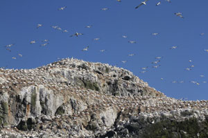 Grassholm