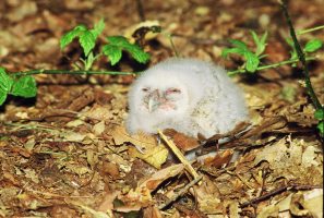 Tawny Owl Chick