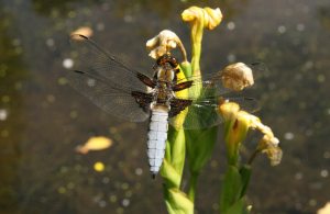 Broad-Bodied Chaser Male