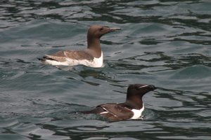 Razorbill and Guillemot