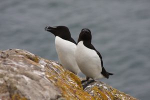 Razorbills