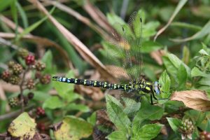 Southern Hawker Female