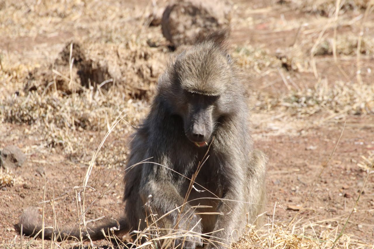 Visit to the Kruger National Park