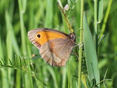 Meadow Brown