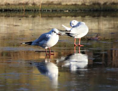 Black Headed Gulls