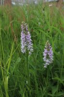 Common Spotted Orchids