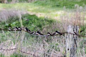 Sandmartins and Swallows