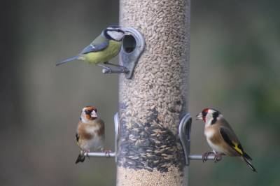 Feeding Station