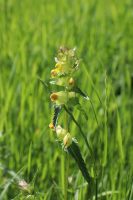 Yellow Rattle